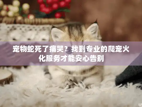 宠物蛇死了痛哭？找到专业的爬宠火化服务才能安心告别