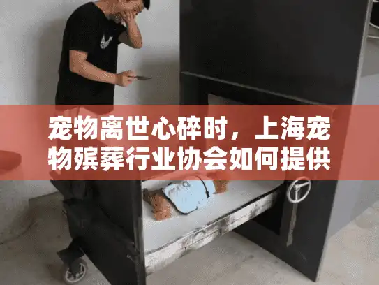 宠物离世心碎时，上海宠物殡葬行业协会如何提供专业帮助？