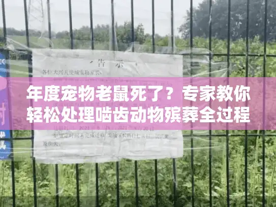 年度宠物老鼠死了？专家教你轻松处理啮齿动物殡葬全过程