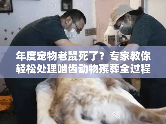 年度宠物老鼠死了？专家教你轻松处理啮齿动物殡葬全过程