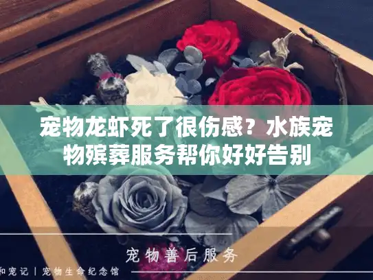 宠物龙虾死了很伤感？水族宠物殡葬服务帮你好好告别