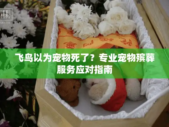 飞鸟以为宠物死了？专业宠物殡葬服务应对指南