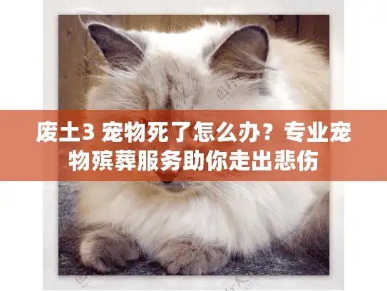 废土3 宠物死了怎么办？专业宠物殡葬服务助你走出悲伤