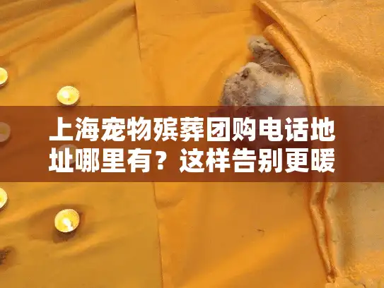 上海宠物殡葬团购电话地址哪里有？这样告别更暖更省钱