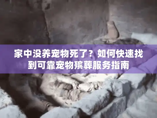 家中没养宠物死了？如何快速找到可靠宠物殡葬服务指南