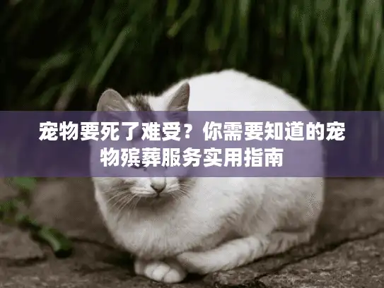 宠物要死了难受？你需要知道的宠物殡葬服务实用指南