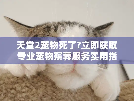 天堂2宠物死了?立即获取专业宠物殡葬服务实用指南!