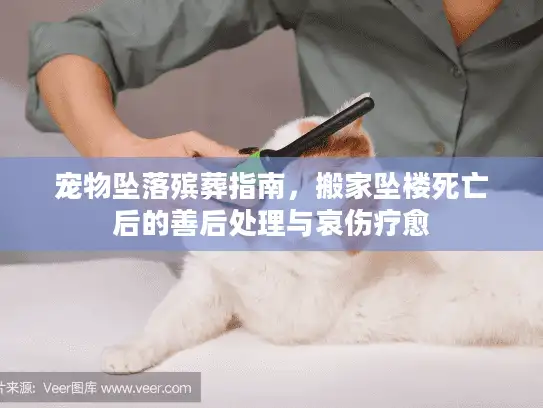 宠物坠落殡葬指南，搬家坠楼死亡后的善后处理与哀伤疗愈