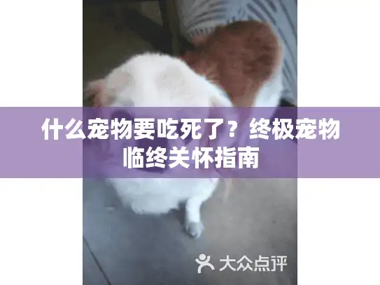 什么宠物要吃死了？终极宠物临终关怀指南
