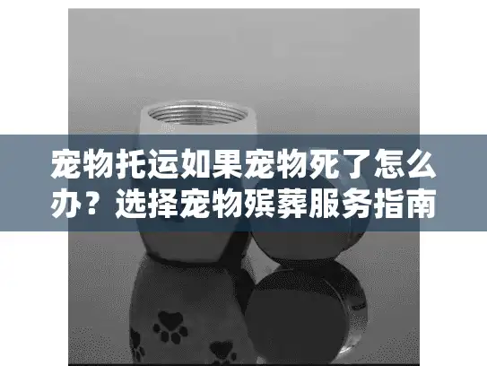 宠物托运如果宠物死了怎么办？选择宠物殡葬服务指南