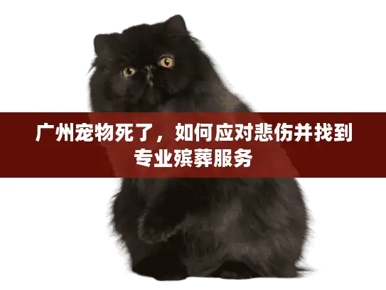 广州宠物死了，如何应对悲伤并找到专业殡葬服务