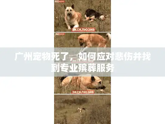 广州宠物死了，如何应对悲伤并找到专业殡葬服务