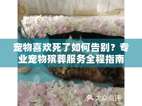 宠物喜欢死了如何告别？专业宠物殡葬服务全程指南