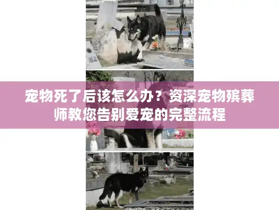 宠物死了后该怎么办？资深宠物殡葬师教您告别爱宠的完整流程