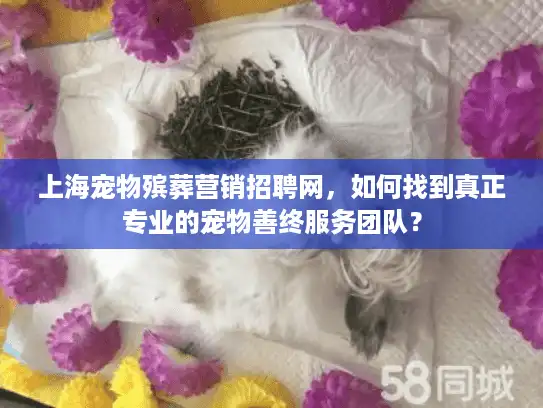 上海宠物殡葬营销招聘网，如何找到真正专业的宠物善终服务团队？