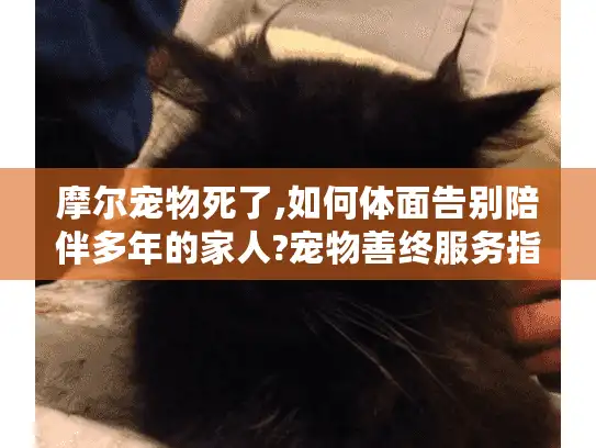 摩尔宠物死了,如何体面告别陪伴多年的家人?宠物善终服务指南