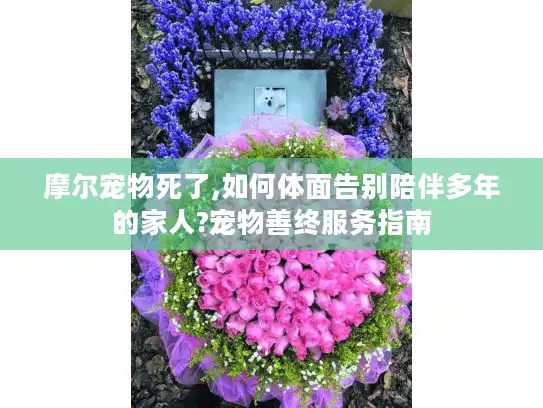 摩尔宠物死了,如何体面告别陪伴多年的家人?宠物善终服务指南