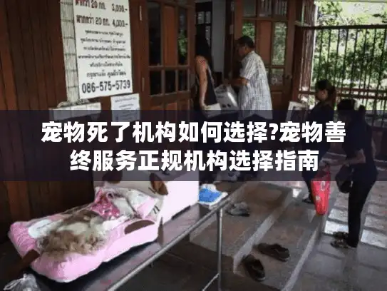 宠物死了机构如何选择?宠物善终服务正规机构选择指南