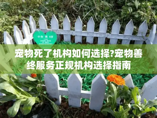 宠物死了机构如何选择?宠物善终服务正规机构选择指南
