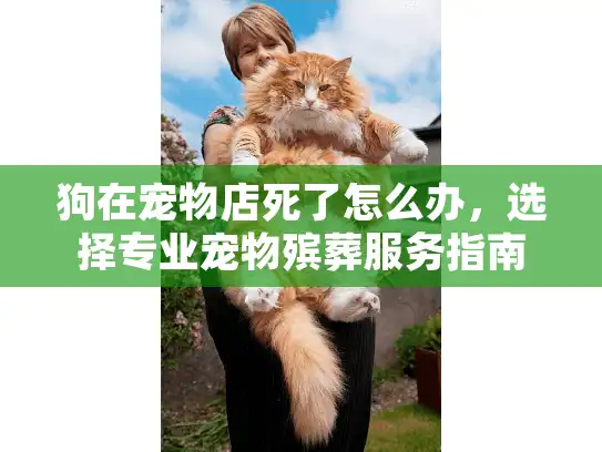 狗在宠物店死了怎么办，选择专业宠物殡葬服务指南