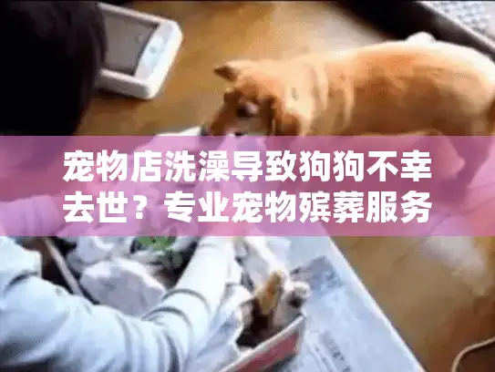 宠物店洗澡导致狗狗不幸去世？专业宠物殡葬服务选择与情感疗愈指南