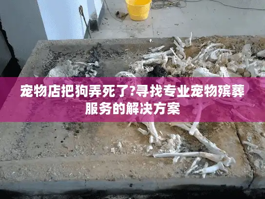 宠物店把狗弄死了?寻找专业宠物殡葬服务的解决方案