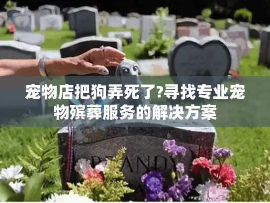 宠物店把狗弄死了?寻找专业宠物殡葬服务的解决方案