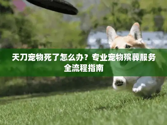 天刀宠物死了怎么办？专业宠物殡葬服务全流程指南