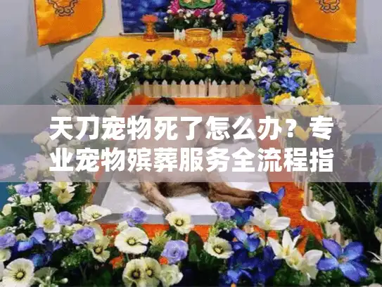 天刀宠物死了怎么办？专业宠物殡葬服务全流程指南