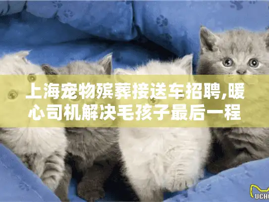 上海宠物殡葬接送车招聘,暖心司机解决毛孩子最后一程护送难题