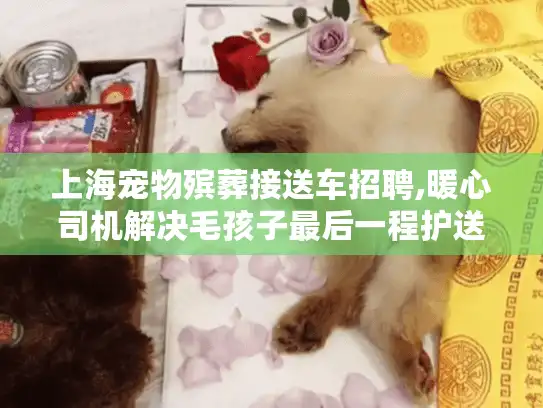 上海宠物殡葬接送车招聘,暖心司机解决毛孩子最后一程护送难题