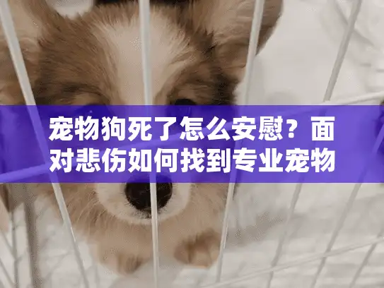 宠物狗死了怎么安慰？面对悲伤如何找到专业宠物殡葬服务