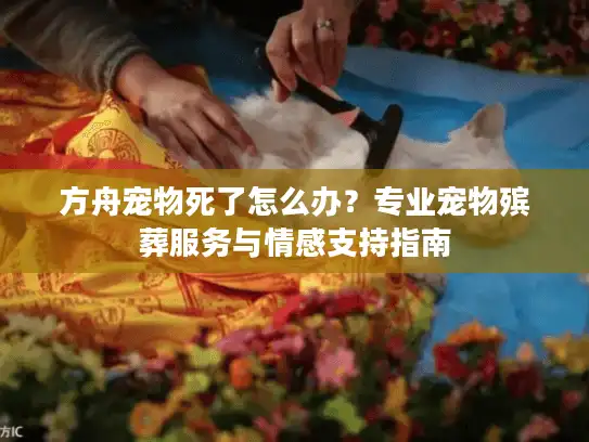 方舟宠物死了怎么办？专业宠物殡葬服务与情感支持指南