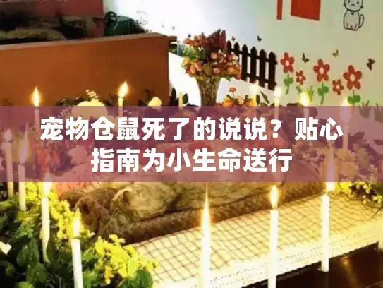宠物仓鼠死了的说说？贴心指南为小生命送行