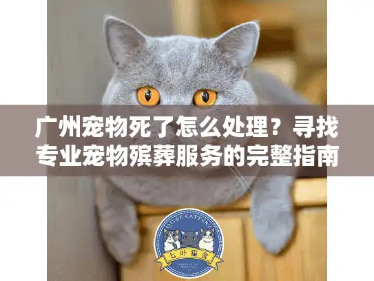 广州宠物死了怎么处理？寻找专业宠物殡葬服务的完整指南