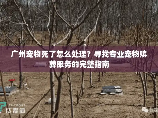 广州宠物死了怎么处理？寻找专业宠物殡葬服务的完整指南