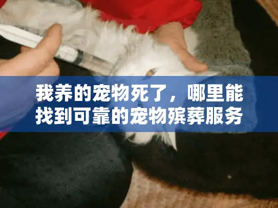 我养的宠物死了，哪里能找到可靠的宠物殡葬服务和纪念方案？