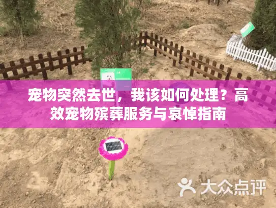 宠物突然去世，我该如何处理？高效宠物殡葬服务与哀悼指南