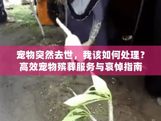 宠物突然去世，我该如何处理？高效宠物殡葬服务与哀悼指南