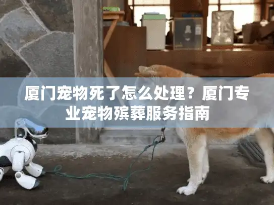 厦门宠物死了怎么处理？厦门专业宠物殡葬服务指南
