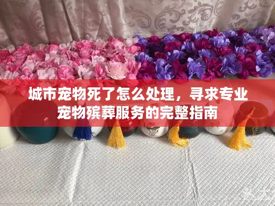 城市宠物死了怎么处理，寻求专业宠物殡葬服务的完整指南