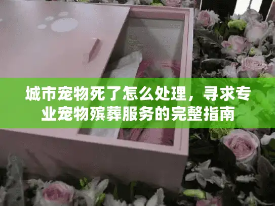 城市宠物死了怎么处理，寻求专业宠物殡葬服务的完整指南