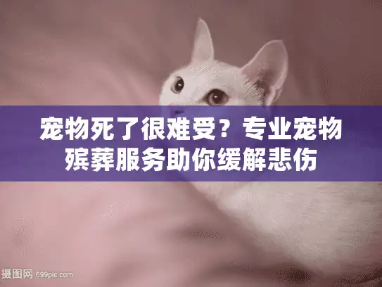 宠物死了很难受？专业宠物殡葬服务助你缓解悲伤