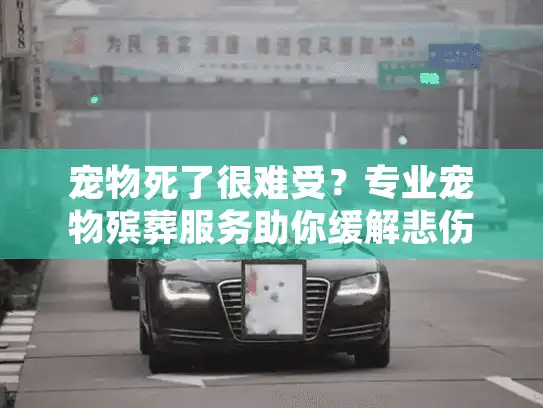宠物死了很难受？专业宠物殡葬服务助你缓解悲伤