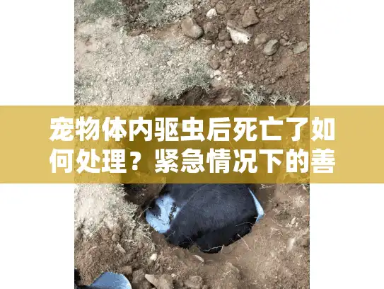 宠物体内驱虫后死亡了如何处理？紧急情况下的善后指南
