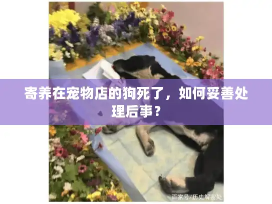 寄养在宠物店的狗死了，如何妥善处理后事？