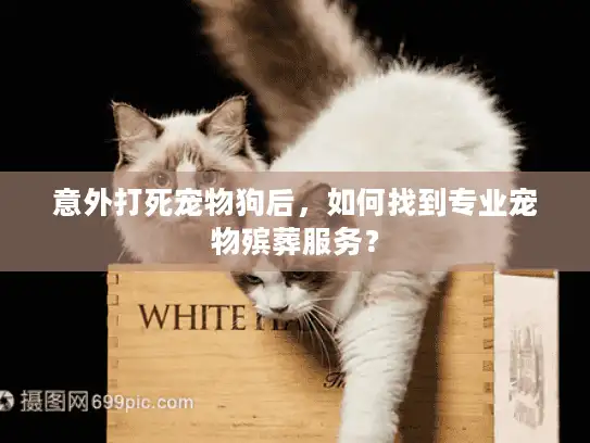 意外打死宠物狗后，如何找到专业宠物殡葬服务？
