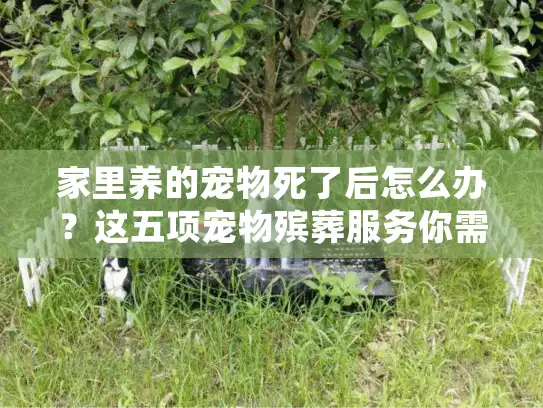 家里养的宠物死了后怎么办？这五项宠物殡葬服务你需要提前了解
