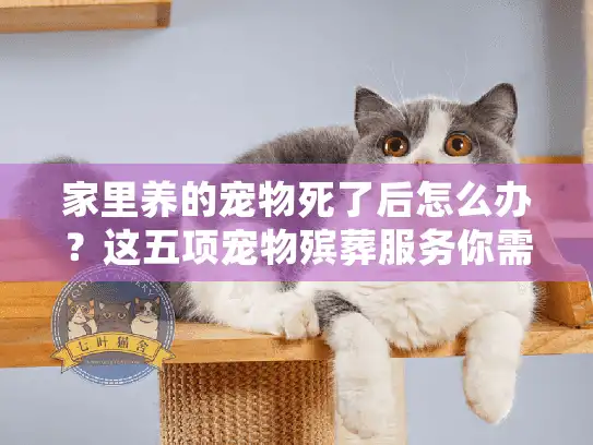 家里养的宠物死了后怎么办？这五项宠物殡葬服务你需要提前了解