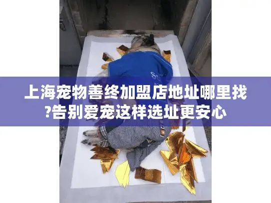 上海宠物善终加盟店地址哪里找?告别爱宠这样选址更安心